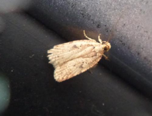 Agonopterix sp.